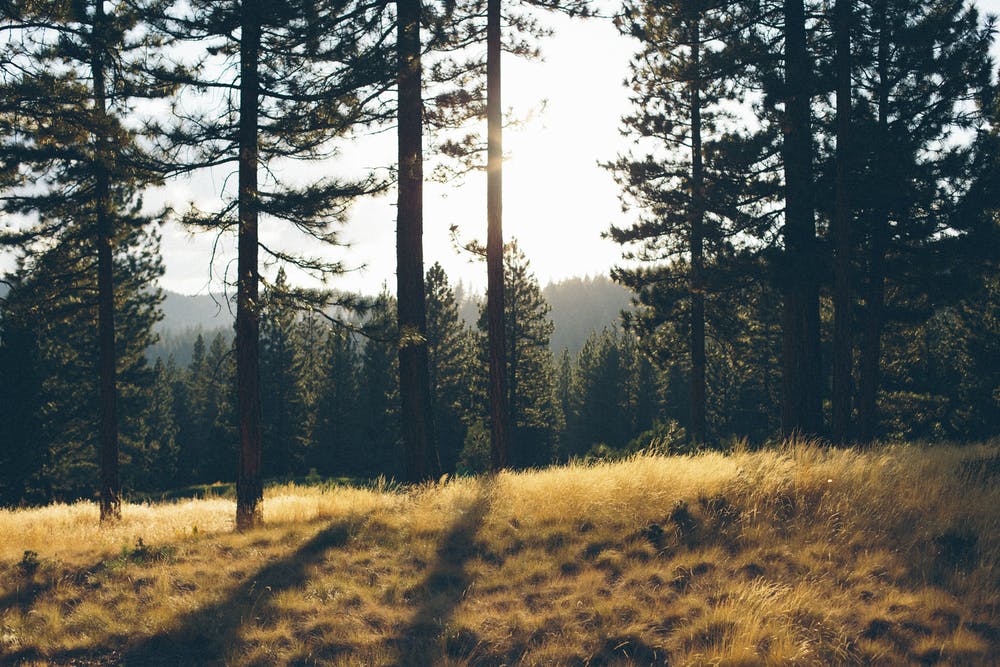 Lichter Wald an sonnigem Tag