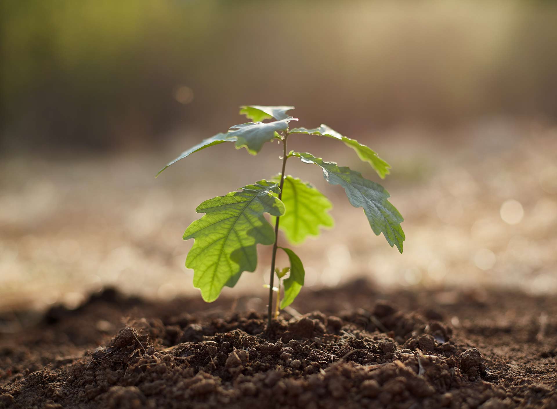 Baum Sätzling