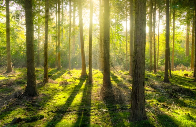 Die Sonne scheint durch den Wald